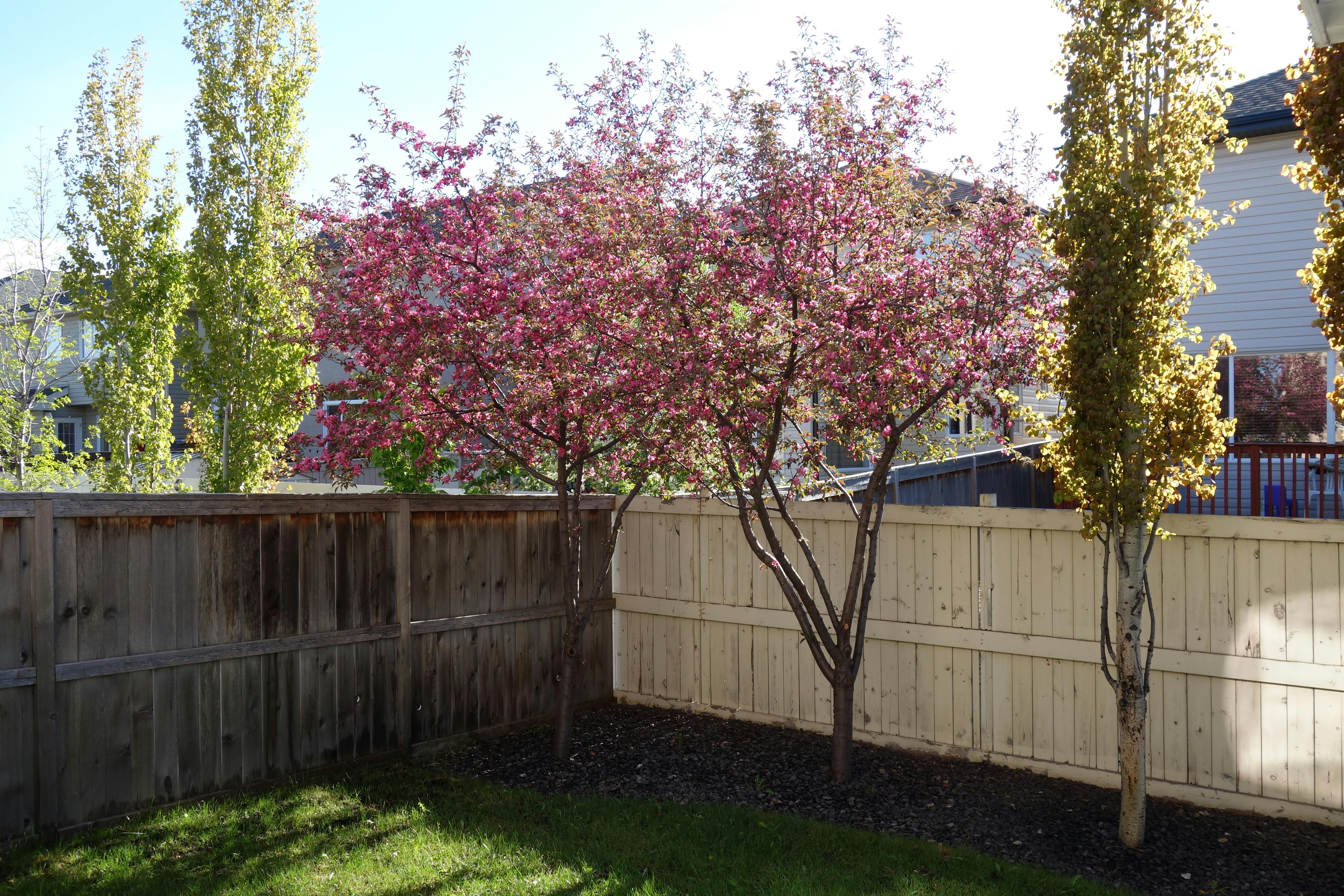 Tree and Shrub Care in Edmonton