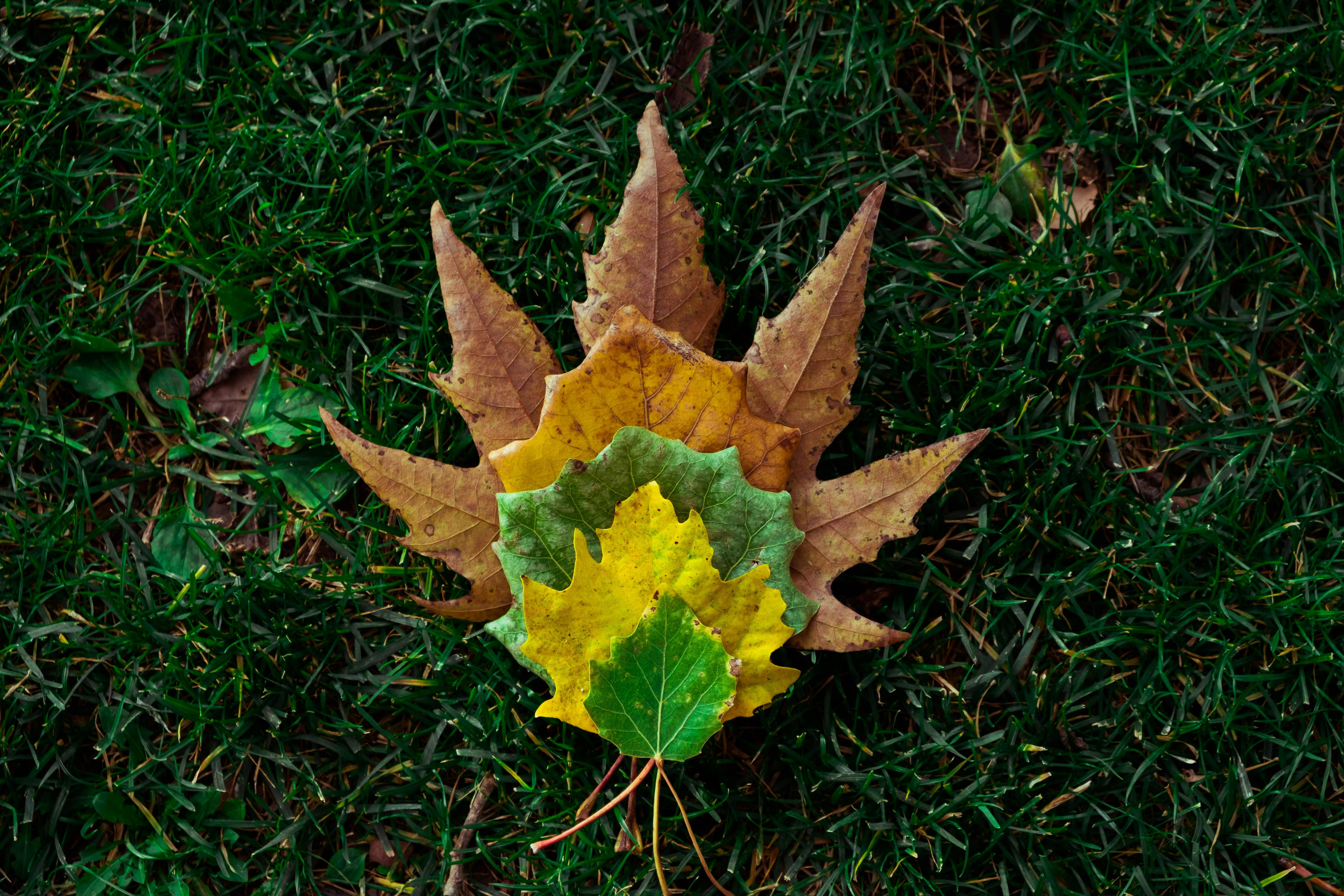 Fall cleanup edmonton