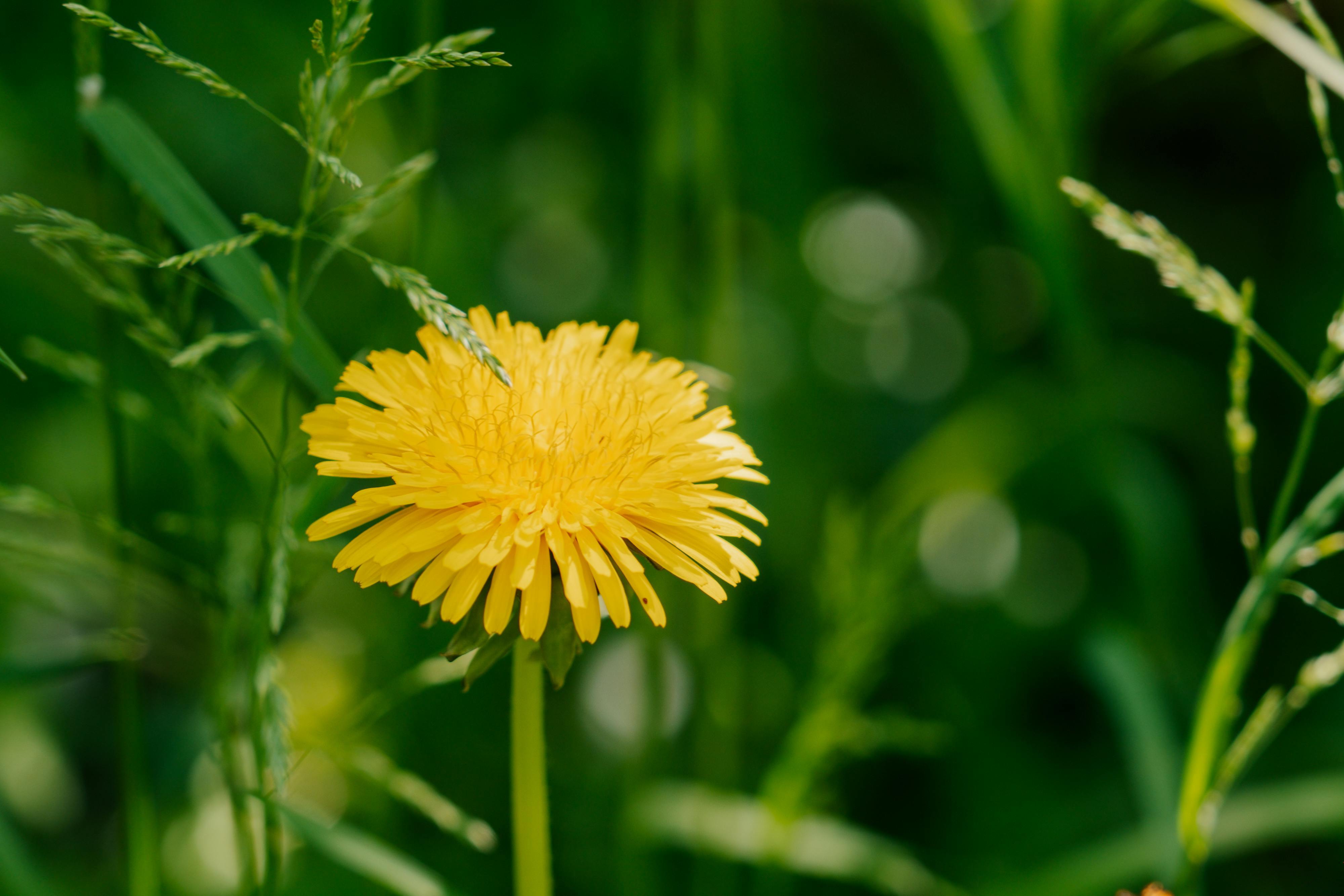 organic weed control
