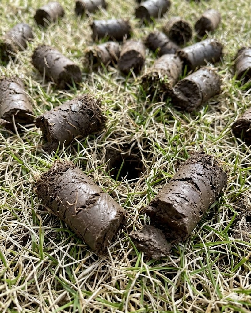 Close up image of aeration cores laying on a lawn after spring aeration. 