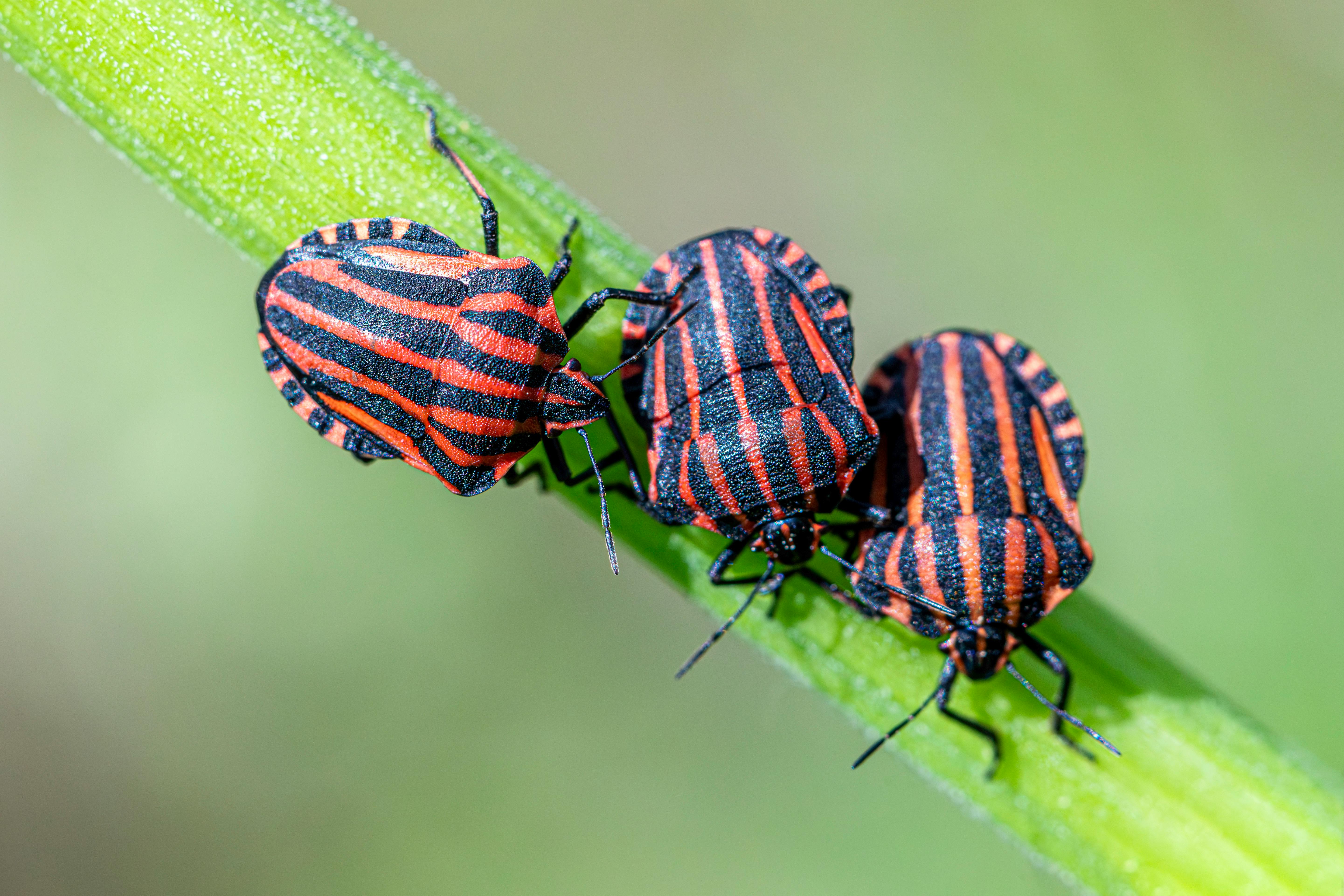 chinch bugs edmonton